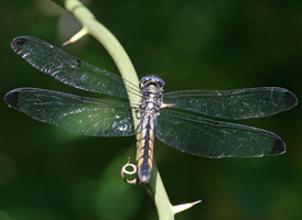Great Blue Skimmer